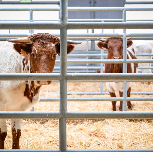ganadería tecnológica en Madrid