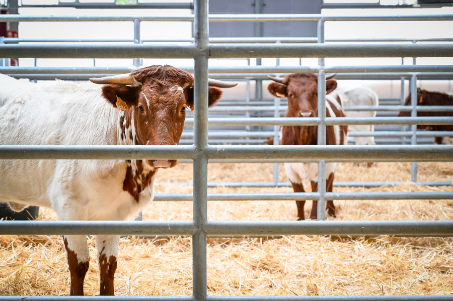 ganadería tecnológica en Madrid
