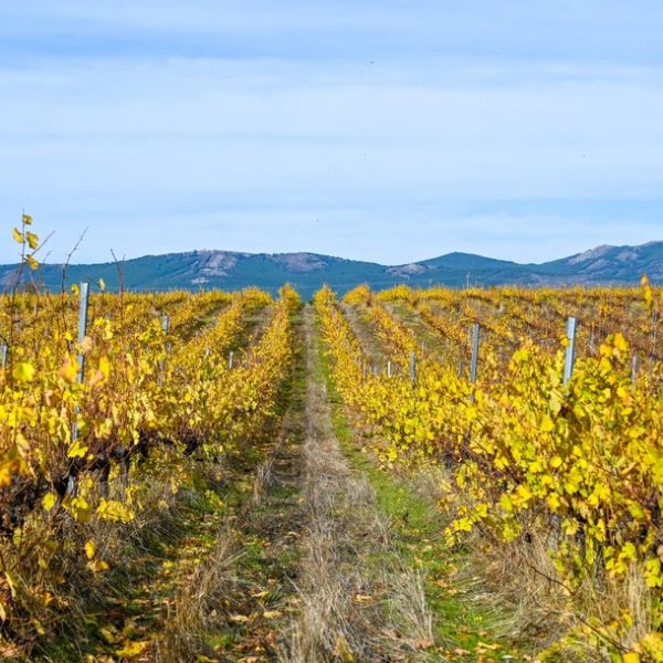 una de las bodegas con más altura de Europa