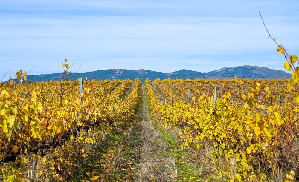 una de las bodegas con más altura de Europa