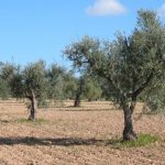 rutas oleoturísticas en Madrid