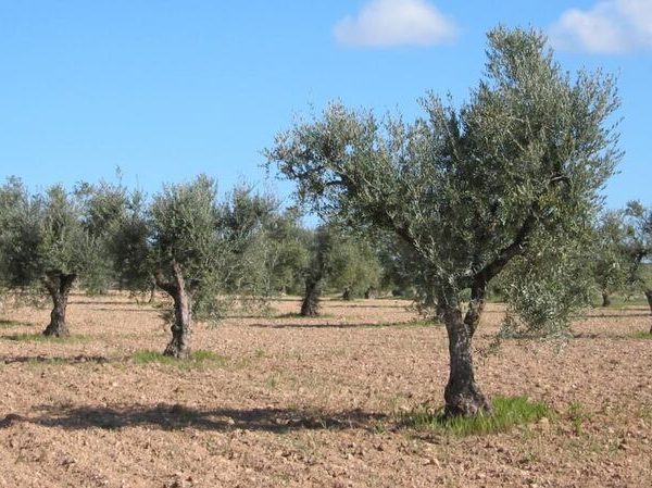 rutas oleoturísticas en Madrid