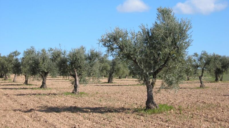 rutas oleoturísticas en Madrid