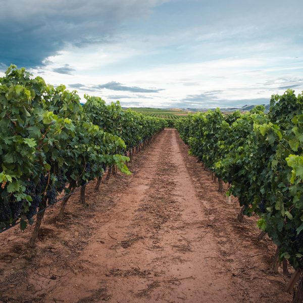 Feria del vino de Arganda