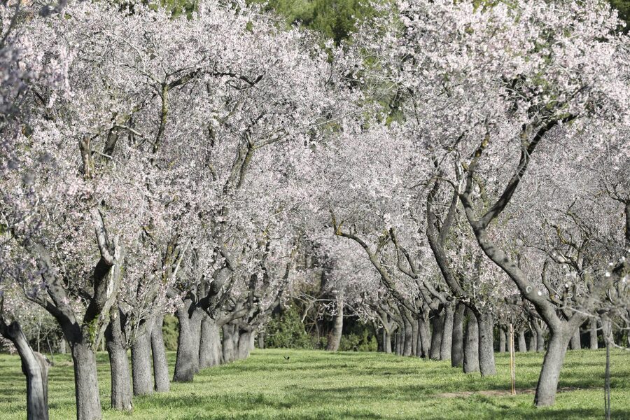 floración de los almendros en Madrid