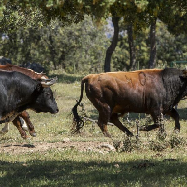 ganaderos de toro bravo de Colmenar Viejo portada