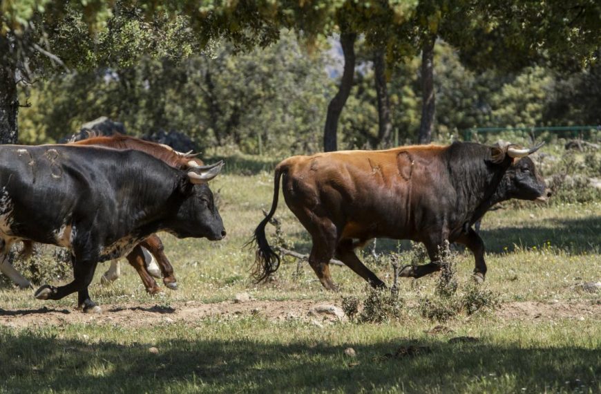 ganaderos de toro bravo de Colmenar Viejo portada