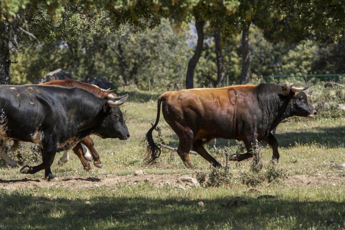 ganaderos de toro bravo de Colmenar Viejo portada