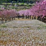 melocotoneros en flor