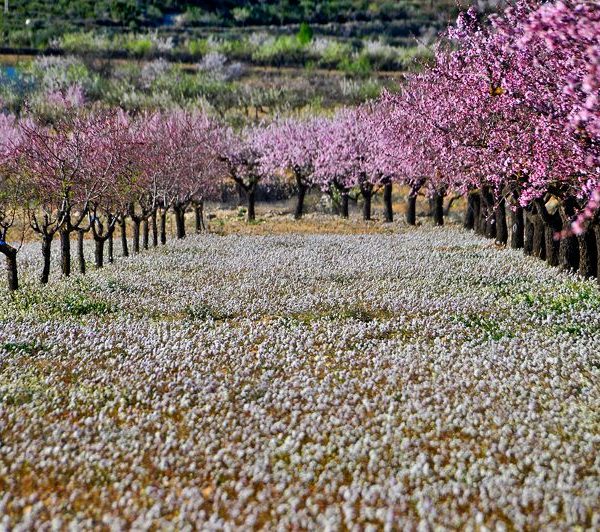 melocotoneros en flor