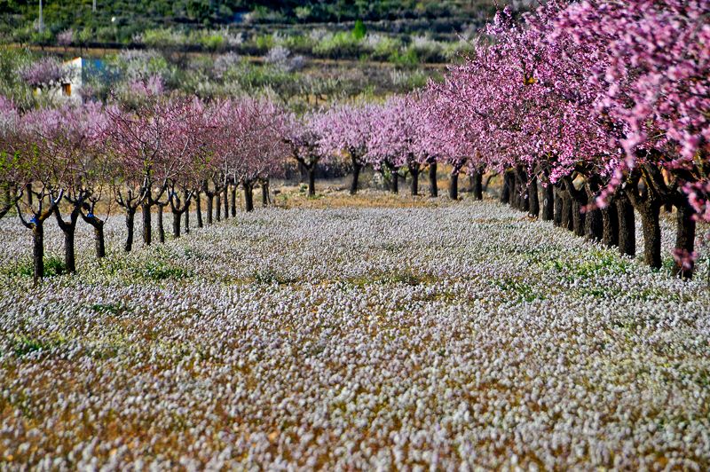 melocotoneros en flor