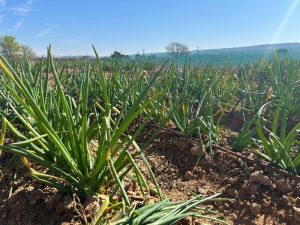 El calçot de Madrid, el próximo cultivo de la región