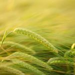 dia internacional del cereal