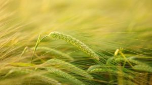 Los agricultores llegan al Día Internacional del Cereal con incertidumbre