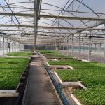 frutas y verduras de Madrid