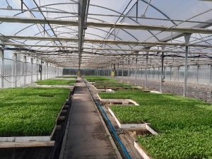 La Comunidad apuesta por variedades autóctonas de frutas y verduras de Madrid