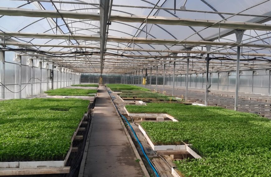 frutas y verduras de Madrid