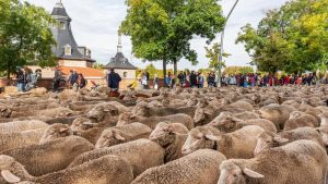 Madrid homenajea la práctica del pastoreo con un encuentro internacional