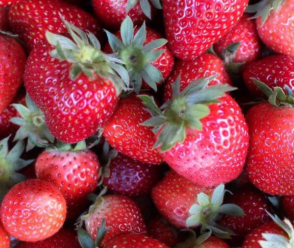 tren de la fresa en 2026