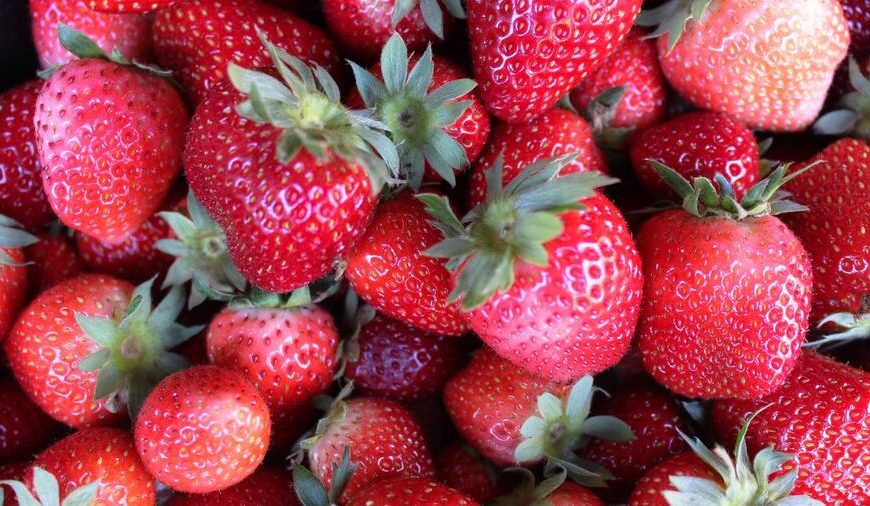 tren de la fresa en 2026