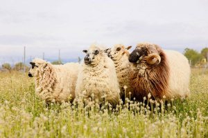 Colmenar Viejo propone naturaleza en sus Jornadas de Medio Ambiente