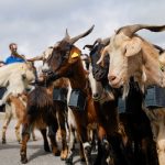 Jornadas de Pastoreo de Colmenar Viejo