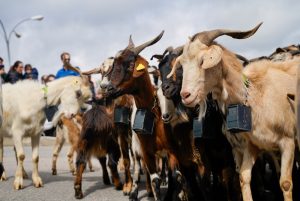 Una trashumancia de cabras en las Jornadas de Pastoreo de Colmenar Viejo