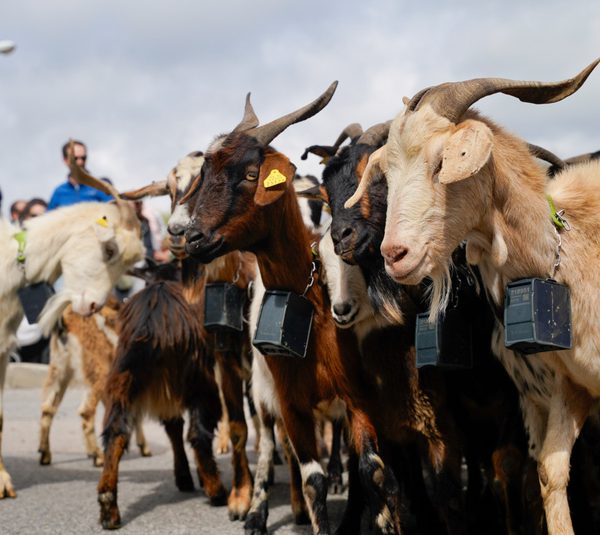Jornadas de Pastoreo de Colmenar Viejo