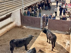 Impulso a la genética ganadera con la entrega de reses autóctonas