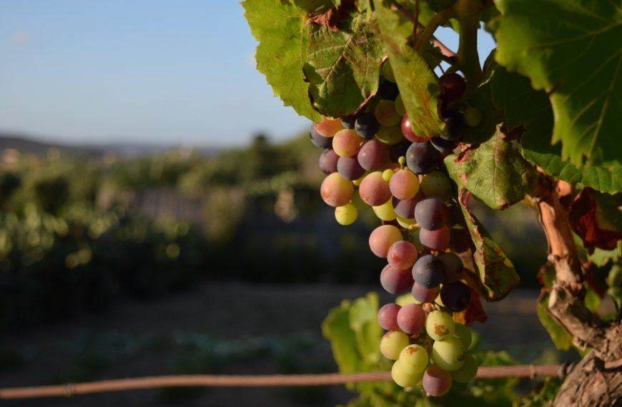 viñedos de California