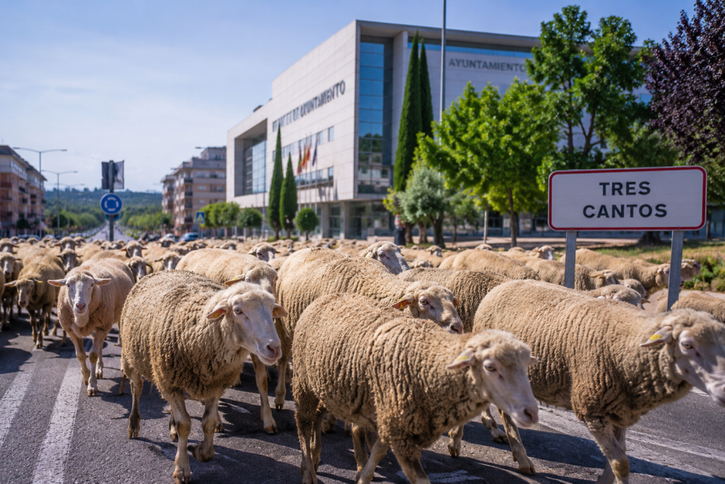 trashumancia en Tres Cantos