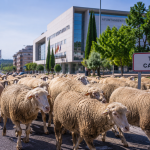 trashumancia en Tres Cantos