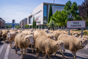 Más de 200 ovejas participan este sábado en la trashumancia en Tres Cantos