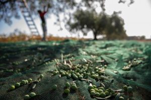 Madrid garantiza la trazabilidad de sus aceitunas
