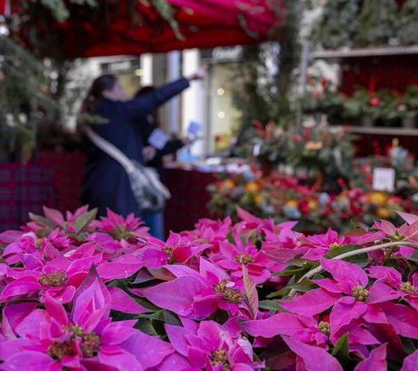 mercado de las flores madrid (1)