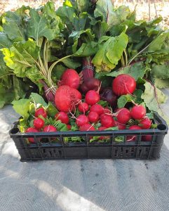 Monjarama y El Jardín de Sanse protagonizan la guía gastronómica local