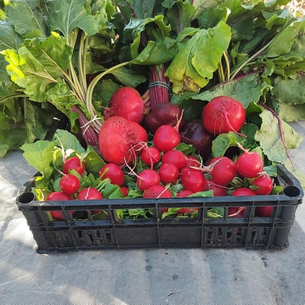Monjarama y El Jardín de Sanse protagonizan la guía gastronómica local
