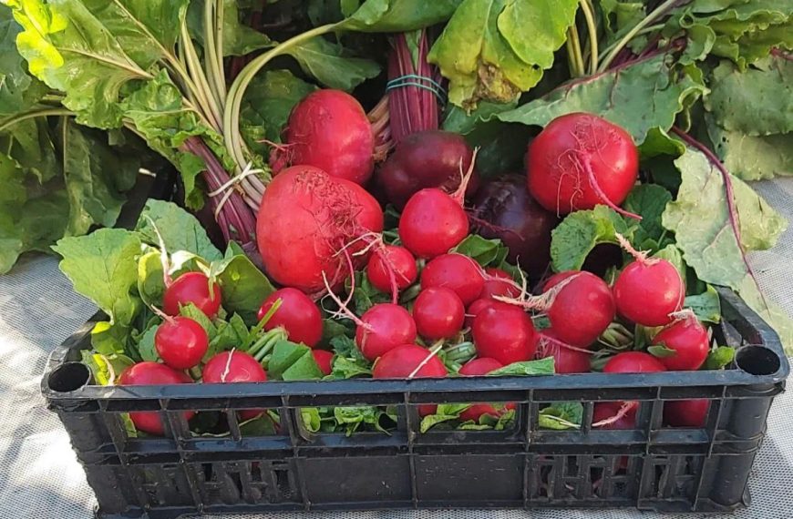 Monjarama y El Jardín de Sanse protagonizan la guía gastronómica local