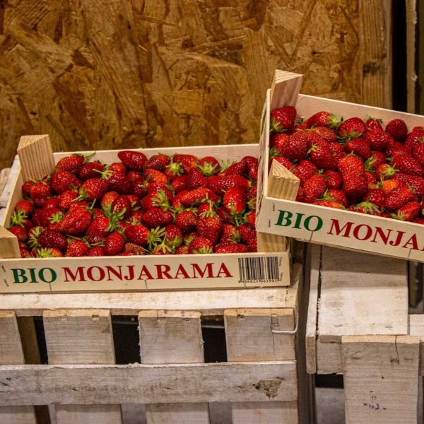 Recoger fresas en el campo: uno de los planes para niños en Madrid del verano