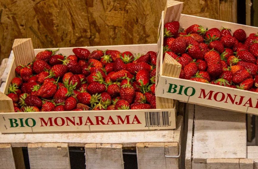 Recoger fresas en el campo: uno de los planes para niños en Madrid del verano