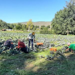 La IX Feria Agroecológica celebra el décimo aniversario de CSA Vega de Jarama