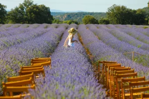 El Festival de la Lavanda 2026 celebra su décima edición