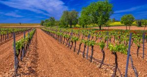 El Tren del Vino de Renfe vuelve a Valdepeñas el 27 de junio