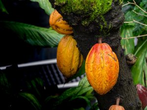 El cacao que da vida al chocolate también tiene raíces en el campo