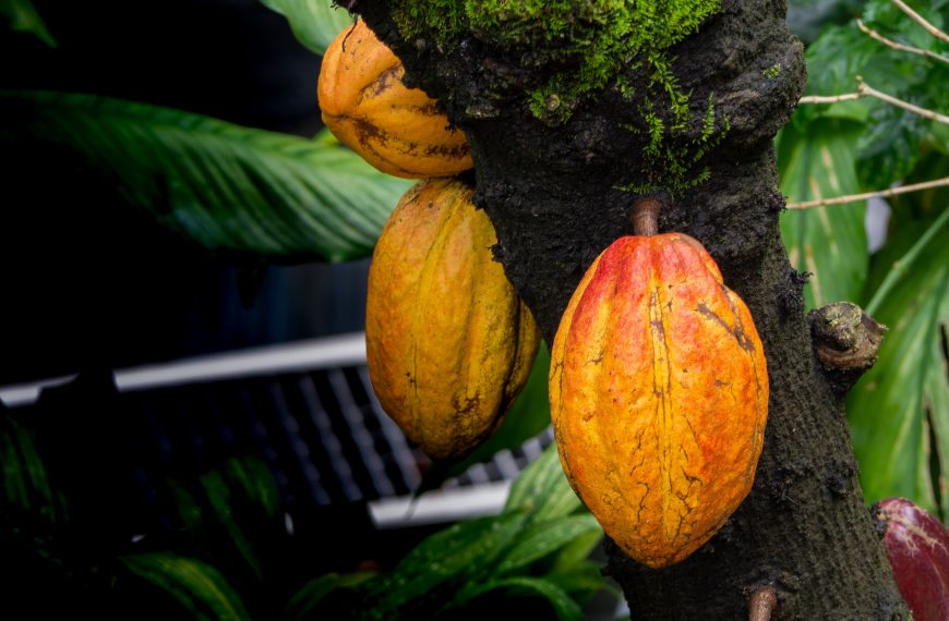 El cacao que da vida al chocolate también tiene raíces en el campo