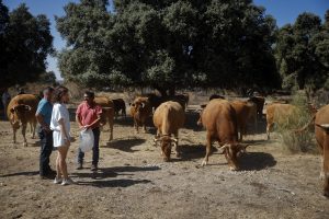 La Comunidad de Madrid reparte 394.000 kilos de forraje a las ganaderías afectadas