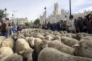 Las ovejas vuelven a tomar las calles de Madrid con la Fiesta de la Trashumancia